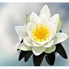 Водні рослини (14)