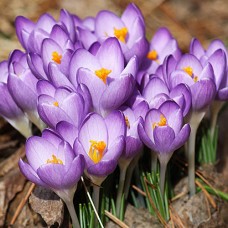 Крокус  "BARRS PURPLE" 