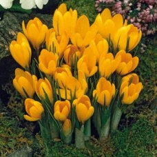 Крокус  "GOLDEN YELLOW" (в упаковке 10шт.)