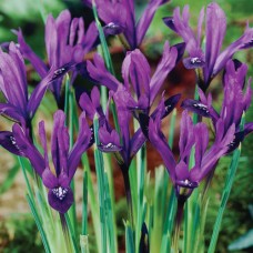 Ирис "PURPLE GEM"