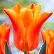 Тюльпан  "BALLADE ORANGE" 