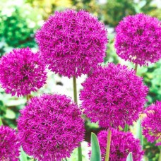 Алліум  "PURPLE SENSATION"