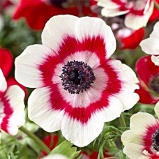 Анемон  "Bicolor"