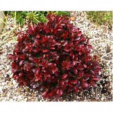 Барбарис "ATROPURPUREA NANA"