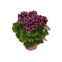Пеларгония Королевская