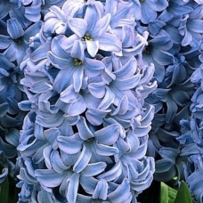 Гіацинт  "DELFT BLUE"