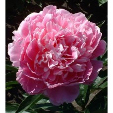 Піон  "PINK" 