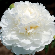 Піон  "WHITE" 