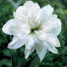 Гіпеаструм  "WHITE PEACOCK"