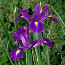 Ирис "PURPLE SENSATION" 