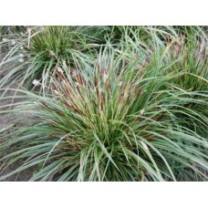 Осока "Variegata" 