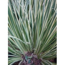 Аир злаковидный "Argenteostriatus"  