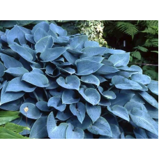 Хоста "Halcyon" 