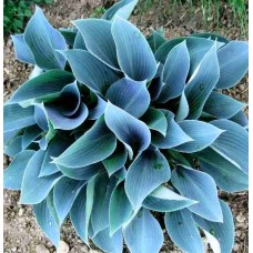 Хоста "Blue Cadet"
