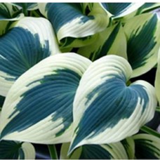 Хоста "Blue Ivory"