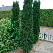 Тис "Fastigiata Robusta"