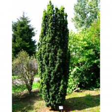 Тис "Fastigiata Robusta"