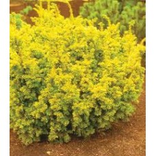 Тис "Semperaurea"