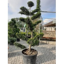 Кипарисовик Лейланда "Gastleweland Gold"