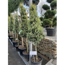 Кипарис  "Arizonica Fastigiata Aurea" C25 1/2 штамб конус
