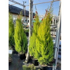 Кипарис  "Vacrocarpa Goldcrest" C9 EXTRA 