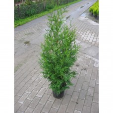 Туя "Brabant" 