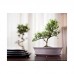 16.035.19 BONSAI біла