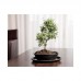 16.036.19 BONSAI графит