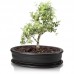16.036.19 BONSAI графит