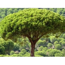 Сосна "Pinea"