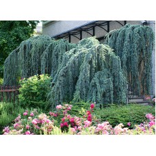 Кедр "Atlantica Glauca Pendula"