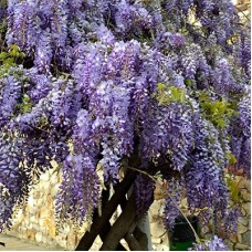 Глициния sinensis 