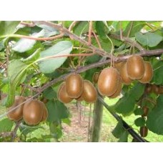 Актинидия "Chinensis Hayward" 