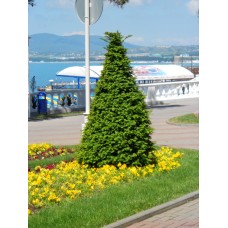 Тис baccata 