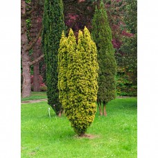Тис "Fastigiata Aurea" 